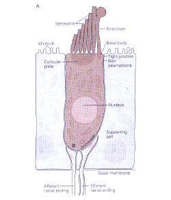 A typical hair cell